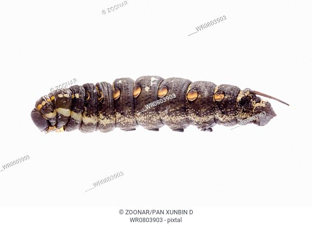 cocoon caterpillar