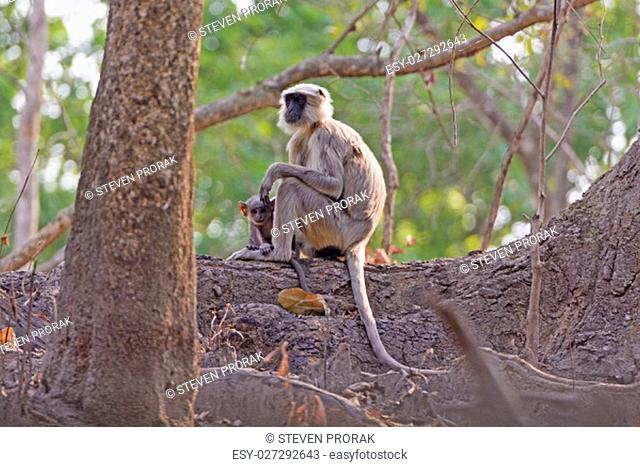 Mother and Baby Langur in a tree in Chtiwan National Park in India