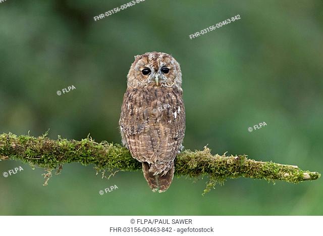 Tawny Owl (Strix aluco) adult, with head turned looking over shoulders, perched on mossy branch, September (captive)