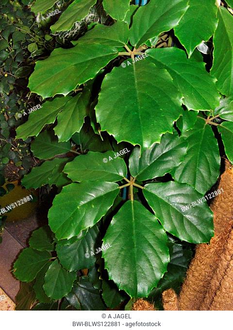 Chestnut Vine, Lizard Plant Tetrastigma voinierianum, leaves