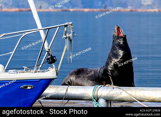 California sea lions, (Zalophus californianus) on a wharf in Cowichan Bay, British Columbia