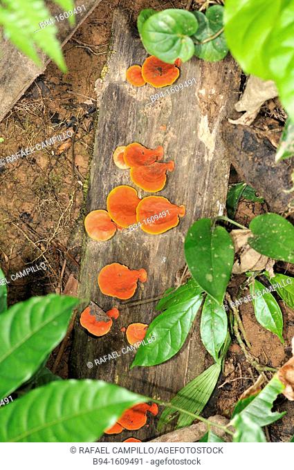 Wood mushrooms, Chalalan ecolodge area, Madidi National Park in the upper Amazon river basin in Bolivia