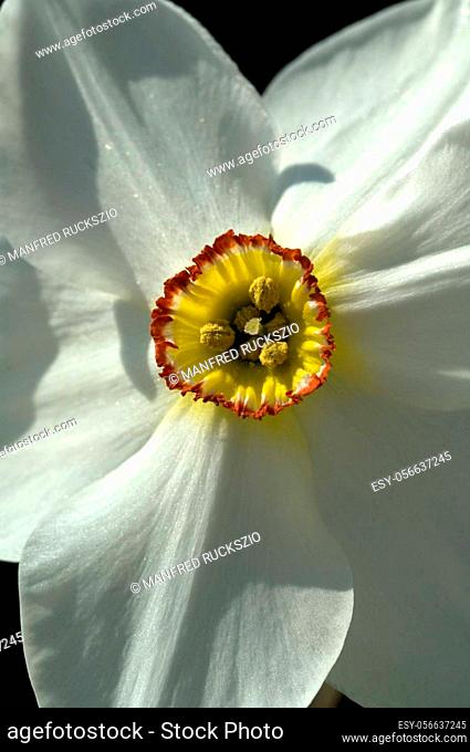 Dichternarzisse, Narcissus Poeticus