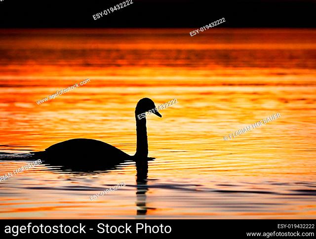 Black Swan (Silhouette)