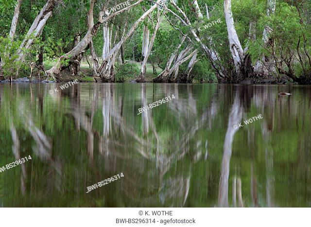 paperbark trees at river bank of Coen River, Australia, Queensland, Cape York Peninsula