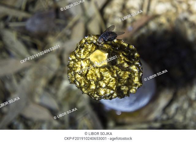 Common Stinkhorn, Phallus impudicus, mushroom, fly, flies, insects, Czech Republic, July 28, 2019. (CTK Photo/Libor Sojka)