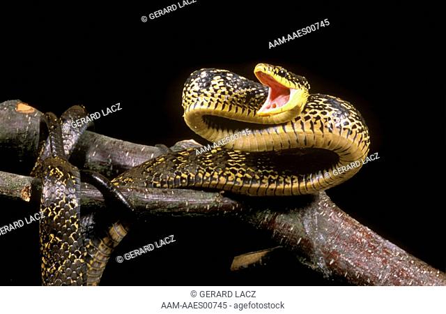 Neotropical Rat Snake (Spilotes pullatus)