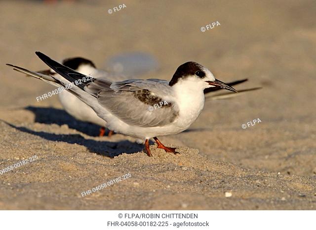 Common Tern (Sterna hirundo) adult, non-breeding plumage, standing on sandy beach, New Jersey, U.S.A., September