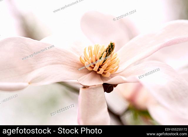 Flower pink magnolia close-up