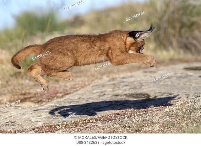 Caracal (Caracal caracal), Occurs in Africa and Asia, Young animal 9 weeks old, Jumping in the rocks, Captive