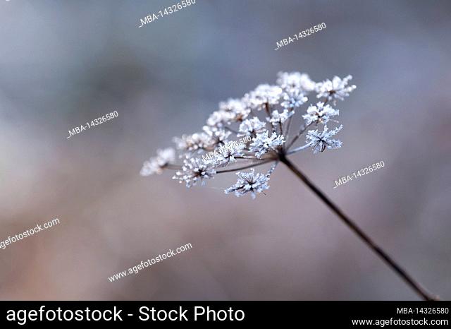 with hoar frost covered dried flower umbel, Wasgau, Nature Park Pfälzerwald, Biosphere Reserve Pfälzerwald-Nordvogesen, Germany, Rhineland-Palatinate