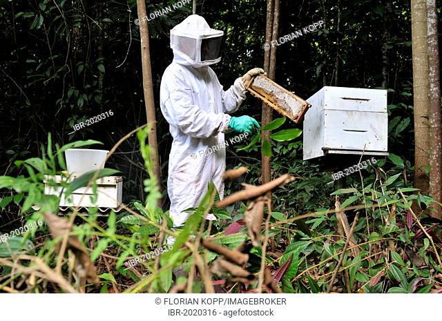 Beekeeper removing honeycombs filled with honey from a beehive, beekeeping in the Amazon rainforest is part of the peasant farming at a settlement of former...