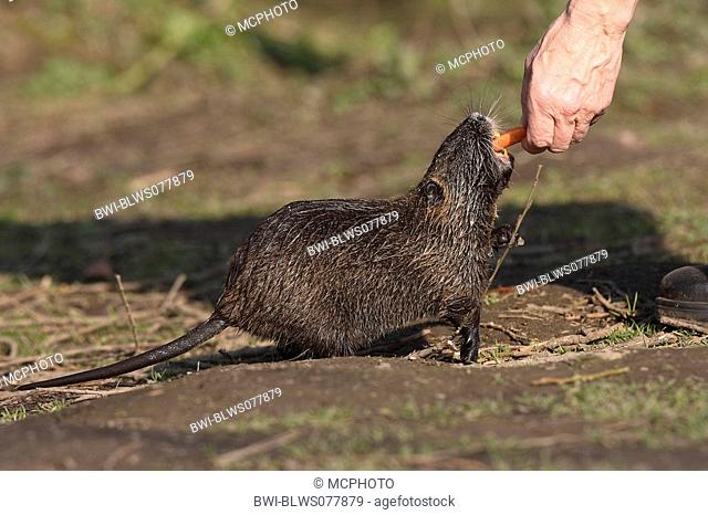 coypu, nutria Myocastor coypus, is feeded by a Hand, Germany
