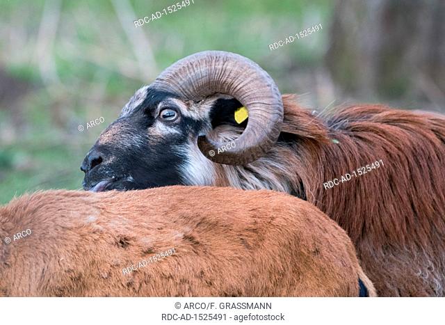 Cameroon sheep ram, North Rhine-Westphalia, Germany, Europe, Ovis gmelini aries
