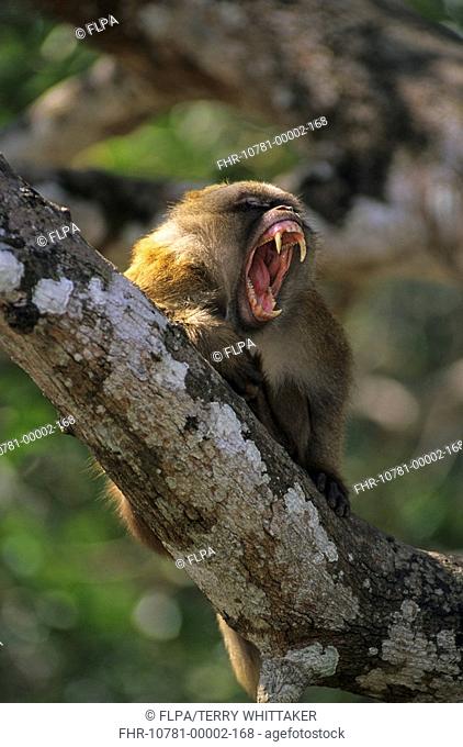 Assamese Macaque Macaca assamensis Adult male in tree - threat display - Mae Sai, Thailand