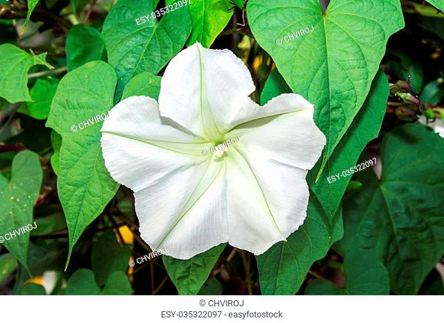 Moonflower (Ipomoea alba L.). Edible flower