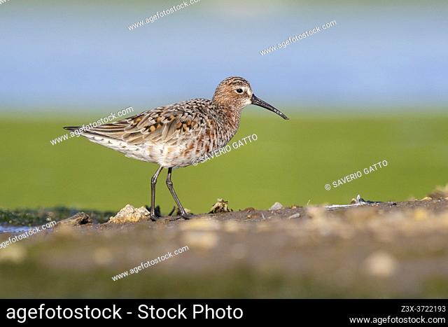 Curlew Sandpiper (Calidris ferruginea), side view of an adult moulting to breeding plumage standing on the ground, Campania, Italy