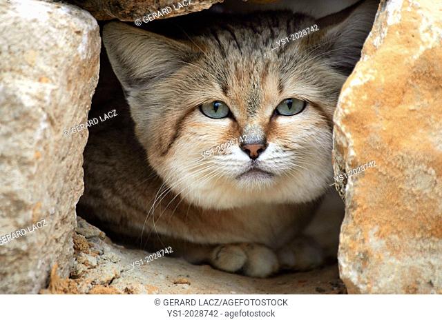 Sand Cat, felis margarita, Adult