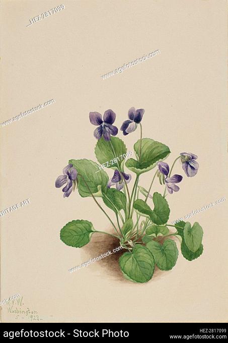 Butterfly Violet (Viola papilionacea), 1923. Creator: Mary Vaux Walcott