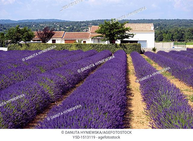lavender fields in Provence, France