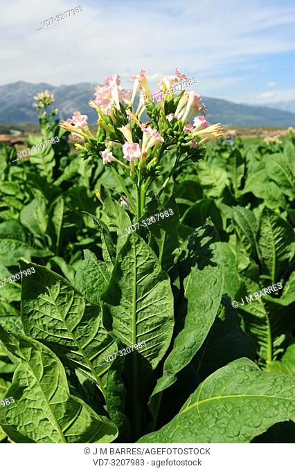 Tobacco (Nicotiana tabacum) is an annual herb native to tropical America but widely cultivated in other temperate regions