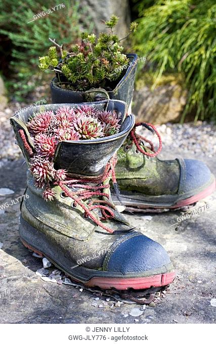 BOOTS AS ALPINE PLANTERS RHS HARLOW CARR YORKSHIRE