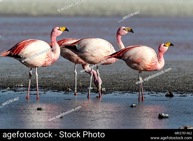 Rare James's flamingos (Phoenicoparrus jamesi), Eduardo Avaroa Andean Fauna National Reserve, Bolivia, South America