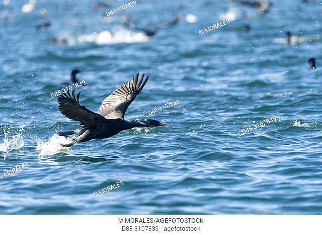 Central America, Mexico, Baja California Sur, Puerto San Carlos, Magdalena Bay (Madelaine Bay), Double-crested Cormorant (Phalacrocorax auritus)