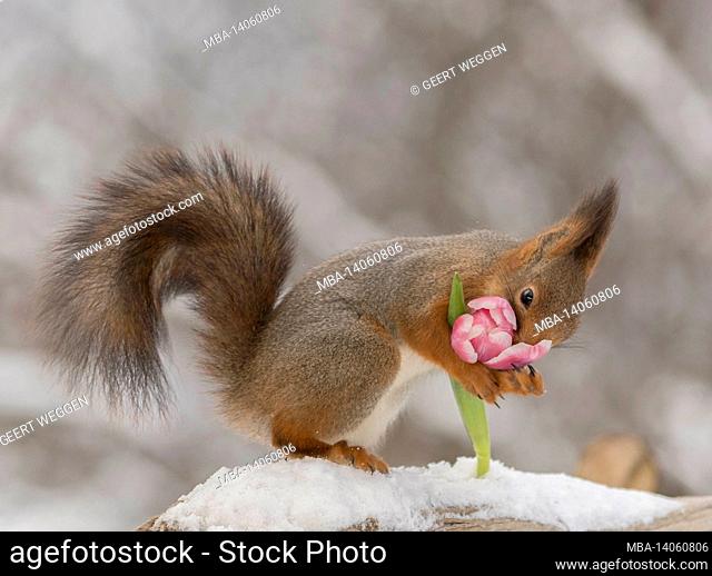 close up of red squirrel standing on snow holding and smelling a tulip