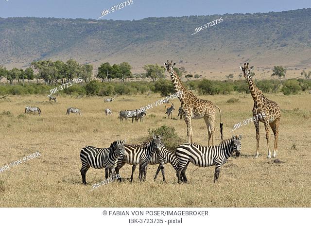 Maasai Giraffes or Kilimanjaro Giraffes (Giraffa camelopardalis tippelskirchi) and Burchell's Zebras or Plains Zebras (Equus quagga), Massai Mara