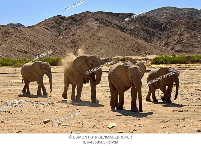 Group of Namibian Desert Elephants, African Bush Elephant (Loxodonta africana), Hoanib River, Namib Desert, Kaokoland, Kaokoveld, Kunene Province, Namibia