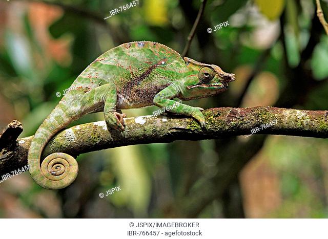 Rainforest Chameleon (Furcifer balteatus), adult male, Madagascar, Africa