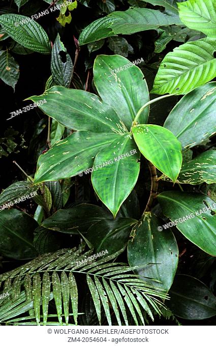 Green leaves with insect damage (from ginger family) in the rain forest of the Amazon Basin along the Rio Napo, Ecuador