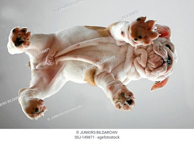 English Bulldog dog - puppy - bottom view restrictions: Tierratgebebücher, Kalender / animal guidebooks, calendars