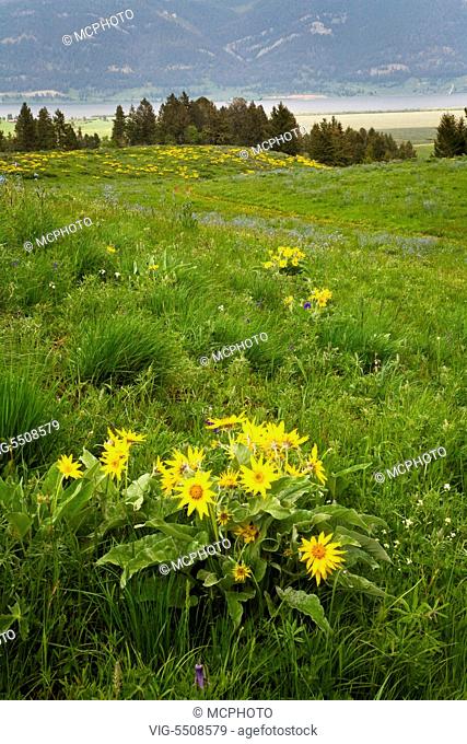 USA, ROCKY MOUNTAINS, 26.06.2008, BALSAMROOT (Balsamorhiza sagittata) or ARROWLEAF BALSAMROOT plants turn the hillsides yellow in the ROCKY MOUNTAINS - MONTANA...