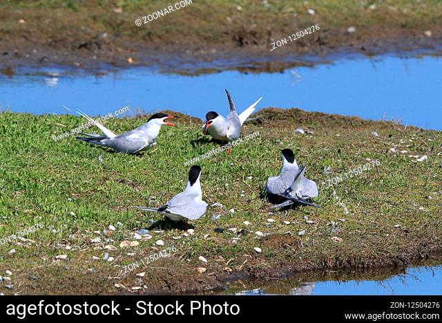 common tern (Sterna hirundo) Texel Holland