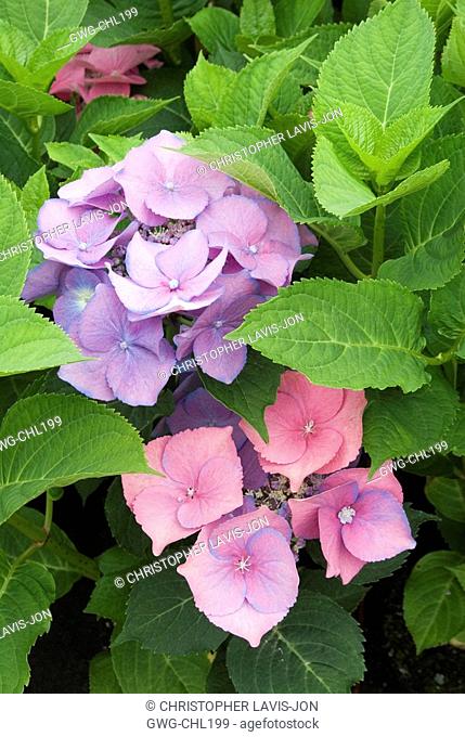 HYDRANGEA 'TELLER PINK' WHEN ALUMINIUM SULPHATE IS PRESENT IN THE SOIL THE PLANT PRODUCES BLUE FLOWERS TELLER BLUE. IN THIS EXAMPLE THE ALUMINIUM SULPHATE HAS...