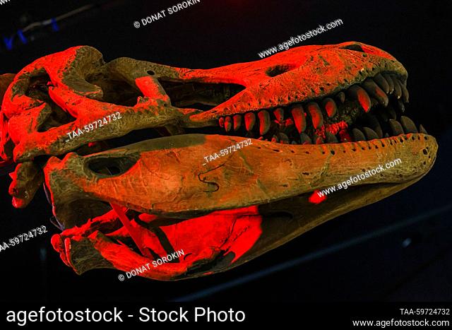 RUSSIA, PERM - JUNE 10, 2023: Una réplica de un esqueleto de Tarbosaurus está en exhibición en el Museo de la Prehistoria Perm. Donat Sorokin/TASS