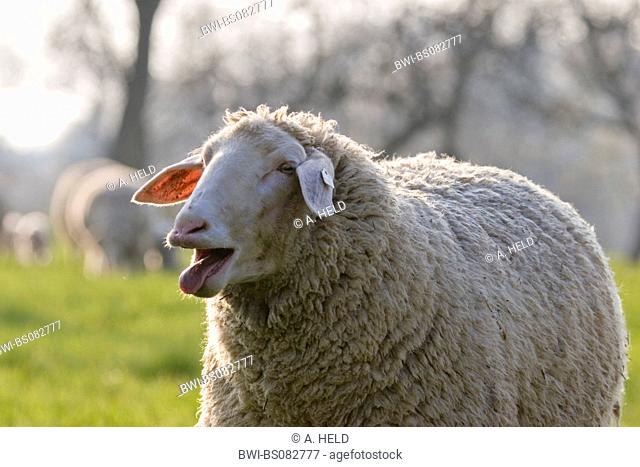 domestic sheep (Ovis ammon f. aries), bleating sheep, Germany, Baden-Wuerttemberg