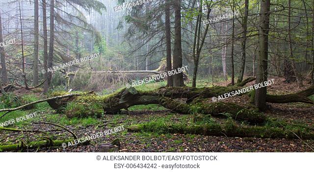 Summer landscape of old forest and broken moss wrapped tree lying in mist