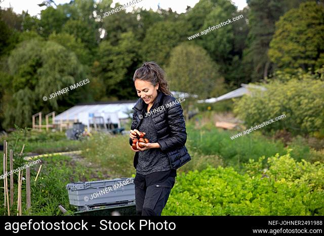 Woman on vegetable patch picking fruits