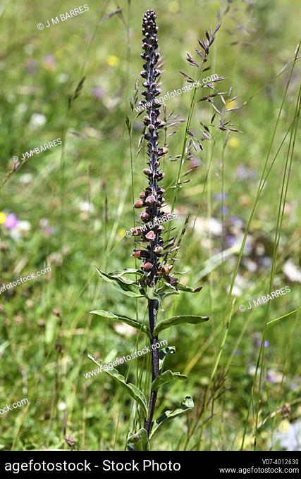 Small-flowered foxglove (Digitalis parviflora) is a toxic biennial or perennial plant endemic to center and northern Spain