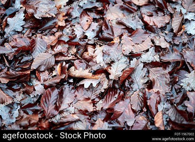 Wet brown autumn leaves