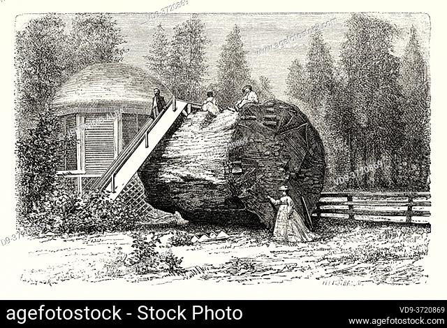 The House Built over the Stump of a Big Tree, 1865-66. Calaveras Big Trees State Park, Ebbetts Pass National Scenic Byway, California, United States of America