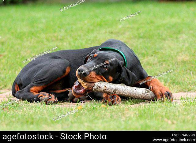 Happy black doberman puppy on green field playing with his toy