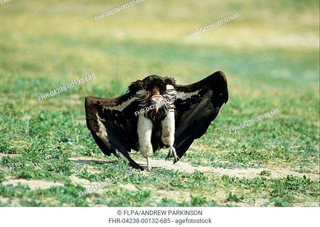 Lappet-faced Vulture Torgos tracheliotus adult displaying near carrion, Chobe N P , Botswana