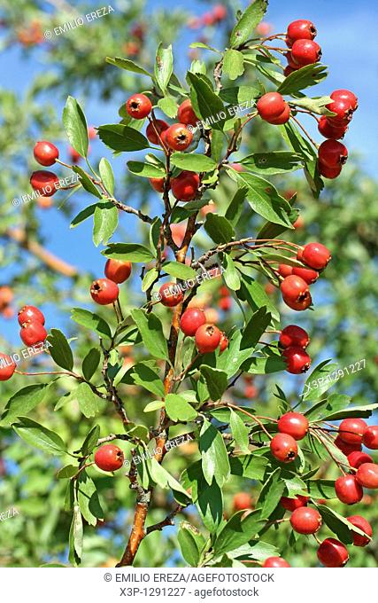 Hawthorn fruits Crataegus sp