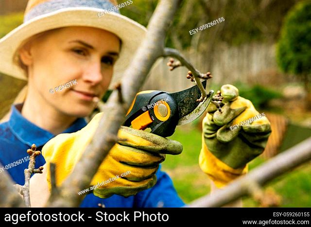 woman cut cherry tree branch with pruning shears. spring gardening
