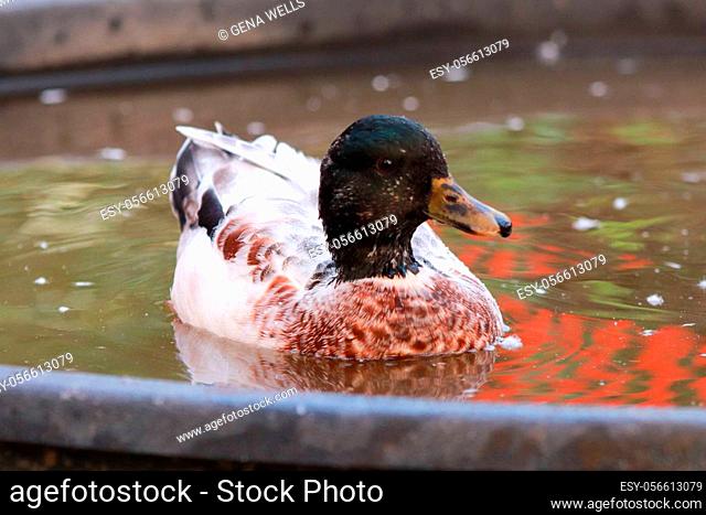 Male Snowy Call Ducks swimming in little pool . High quality photo