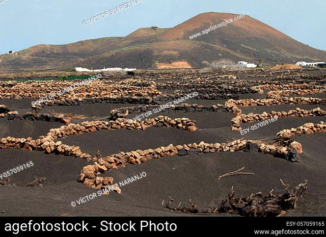 Wine region of La Geria. La Geria Protected Landscape. Lanzarote. Canary Islands. Spain